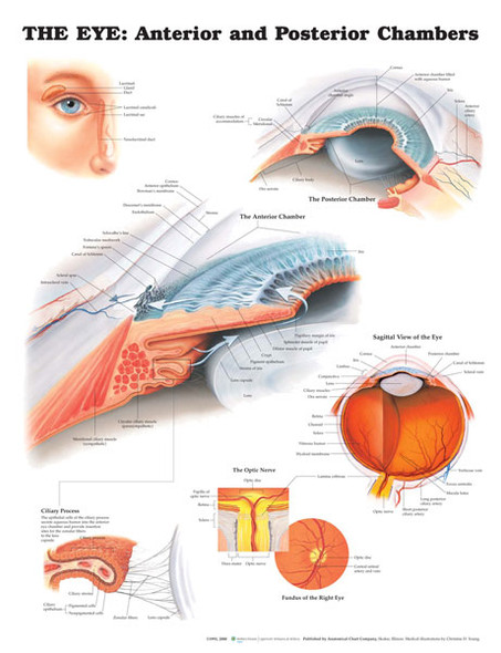 The Eye: Anterior and Posterior Chambers