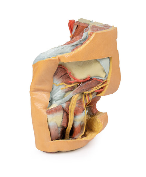 Female left pelvis and proximal thigh - 3D Printed Cadaver