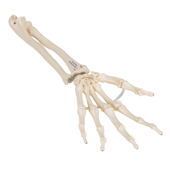 Flexible Hand Skeleton with Lower Arm