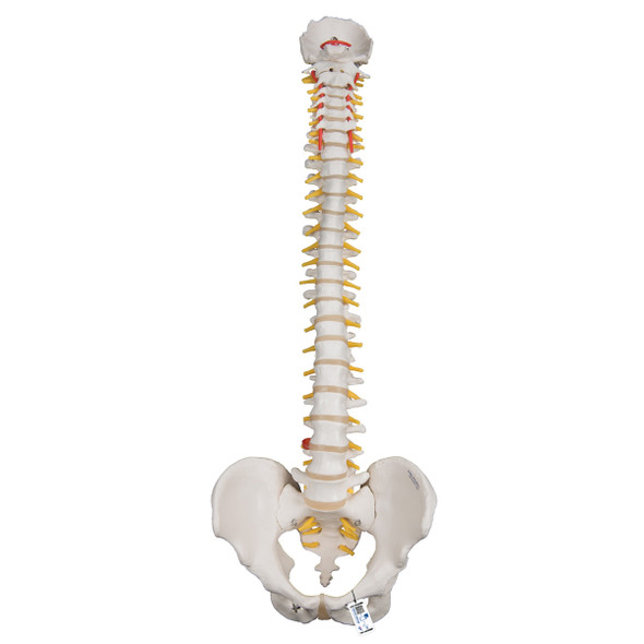 Heavy-Duty Flexible Spine