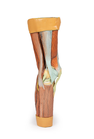 Lower Limb Musculature | 3D Printed Cadaver