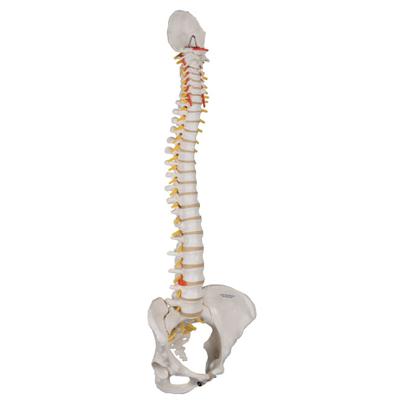 Flexible Spine with Female Pelvis