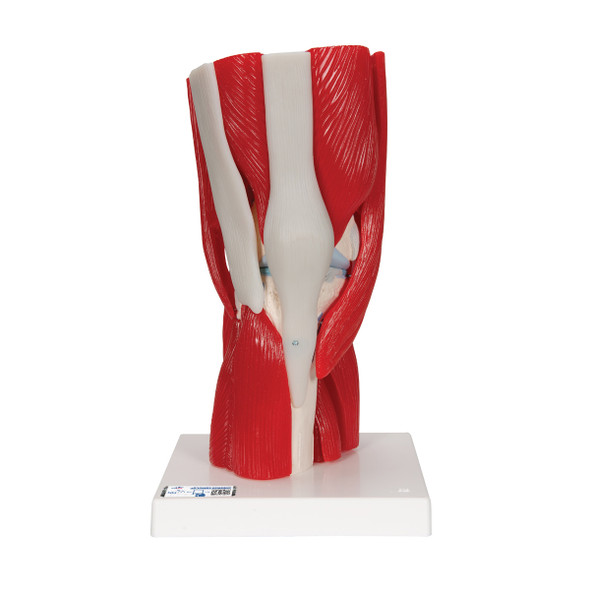 Knee Joint with removable muscles, 12 part | 3B Scientific A882