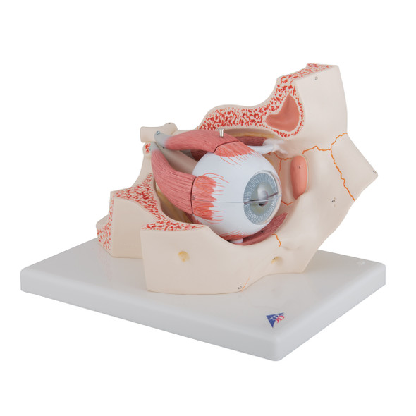 Eye Model in Orbit, 7-parts | 3B Scientific F13