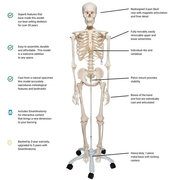 articulated human skeleton