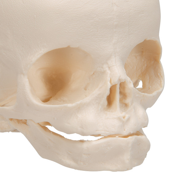 Conjoined Fetal Human Skull Model - Savi Made