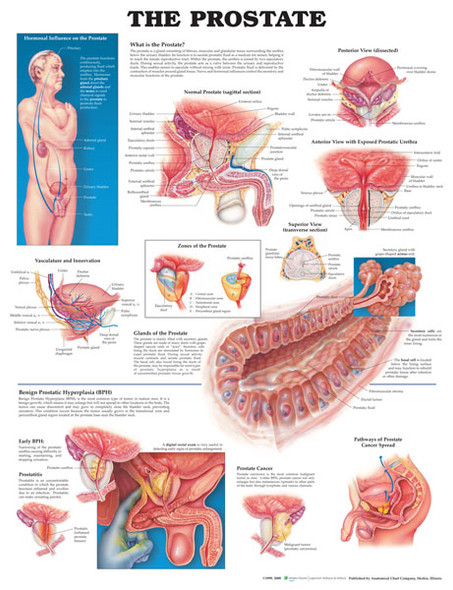 The Female Breast Chart 20x26