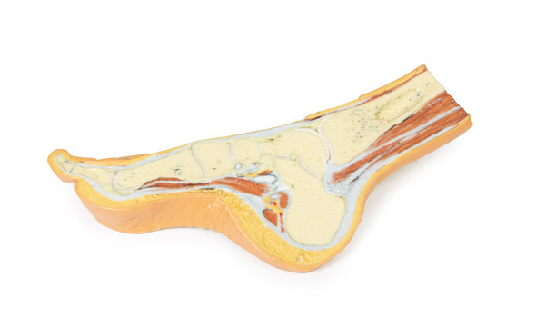 Foot - Parasagittal cross-section - 3D Printed Cadaver