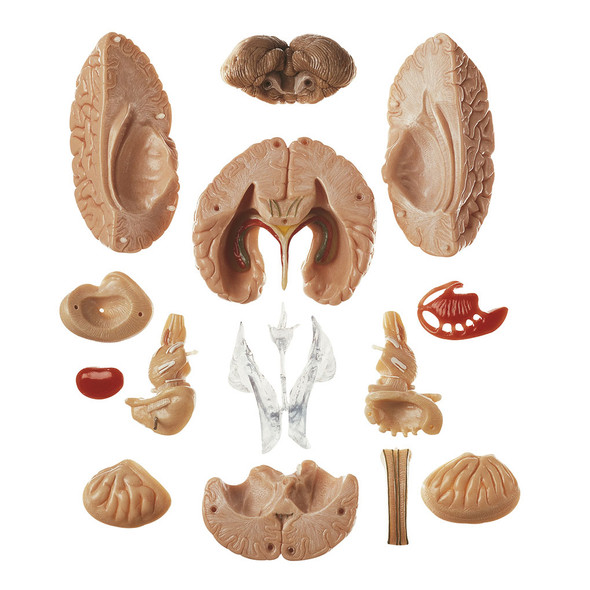 Model of Brain in 15 Parts Somso Bs 25 - parts