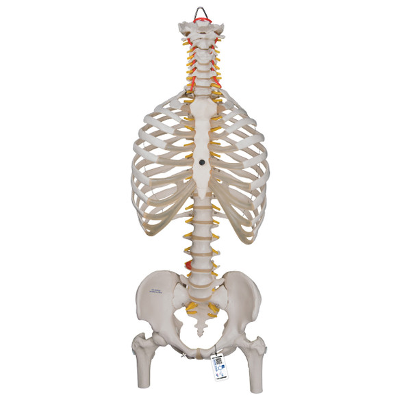 Anatomical Teaching Models, Plastic Vertebrae Model