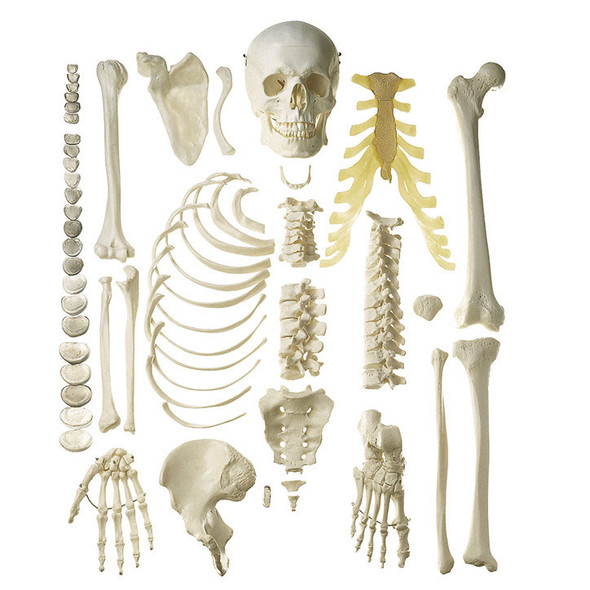Unmounted Male Human Half-Skeleton Somso Qs 41/1
