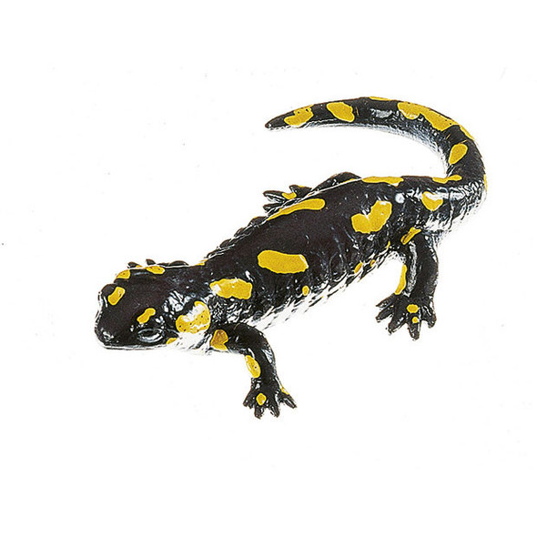 Alpine salamander, Female - Somso ZoS 1000/1