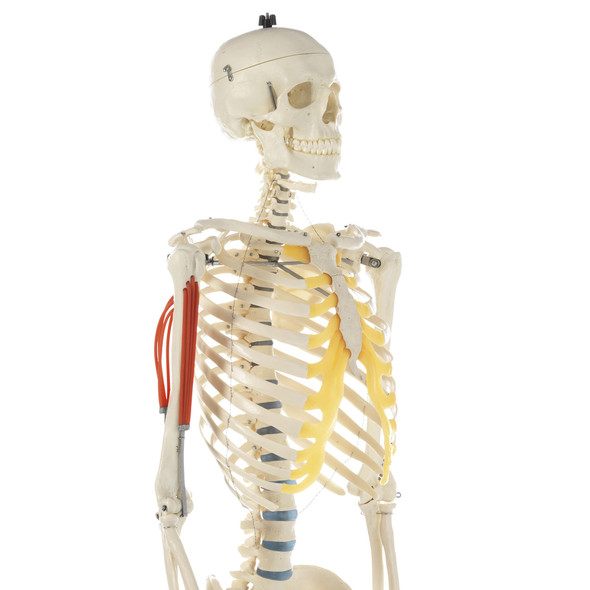 Artificial Human Skeleton with arm muscles and roller stand Somso Qs 10/2