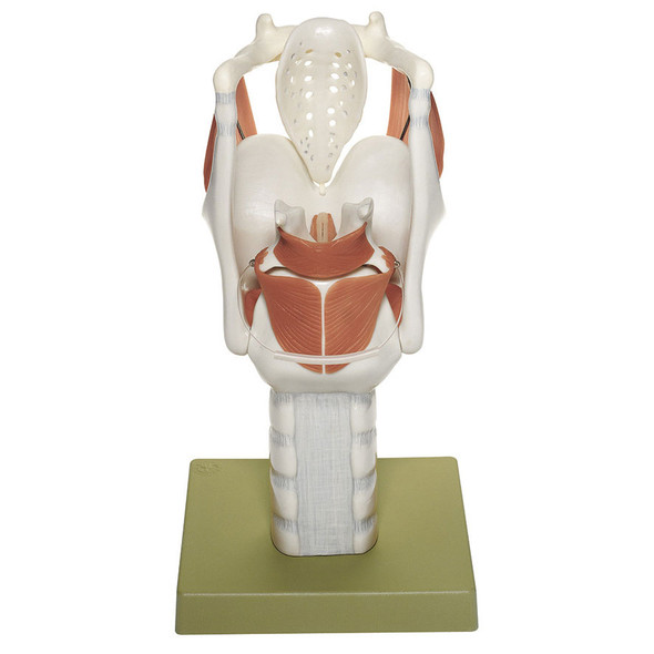 Functional Model of the Larynx Somso Gs 10