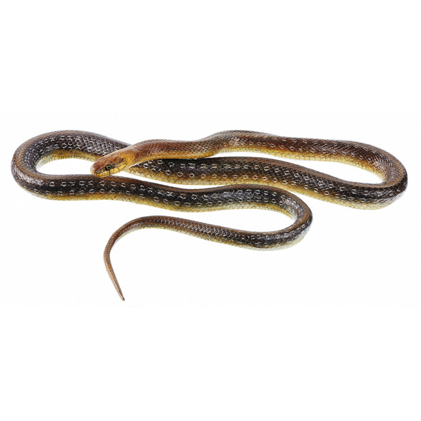 Aesculapian Snake, Male Somso ZoS 1031