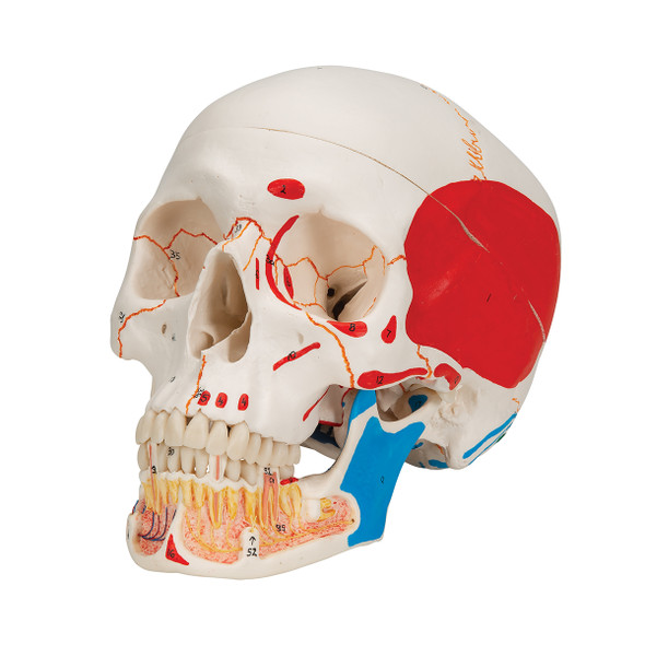 Classic Human Skull with Opened Lower Jaw, 3-part, painted | 3B Scientific A22/1