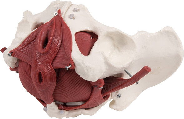 Model of Female Pelvic Girdle Muscle, Muscle Structure of The Pelvic Floor  of The Bladder with Two Column Sections : : Industrial & Scientific