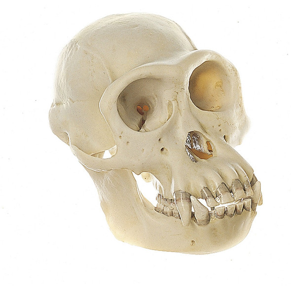 Chimpanzee Skull Somso ZoS 53