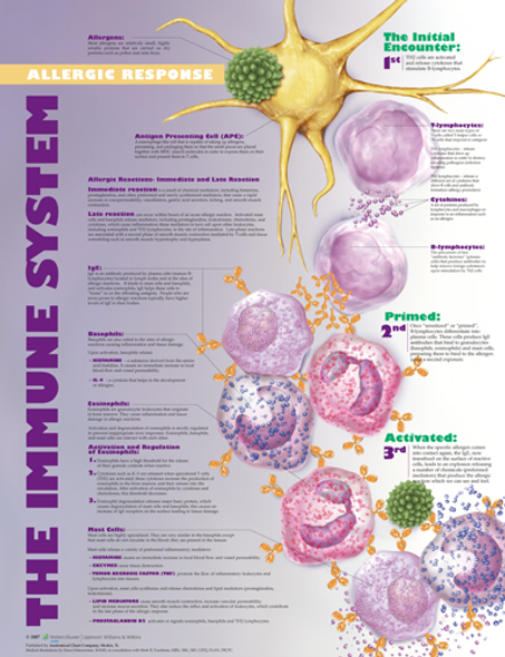 Immune System: Allergic Response