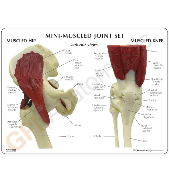 Mini Muscled Joint Set - Education card for hip and knee