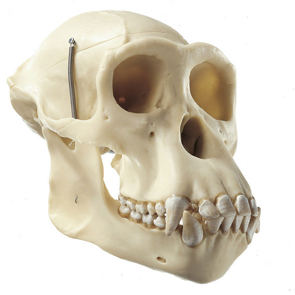 Artificial Skull of a Chimpanzee Somso ZoS 53/107