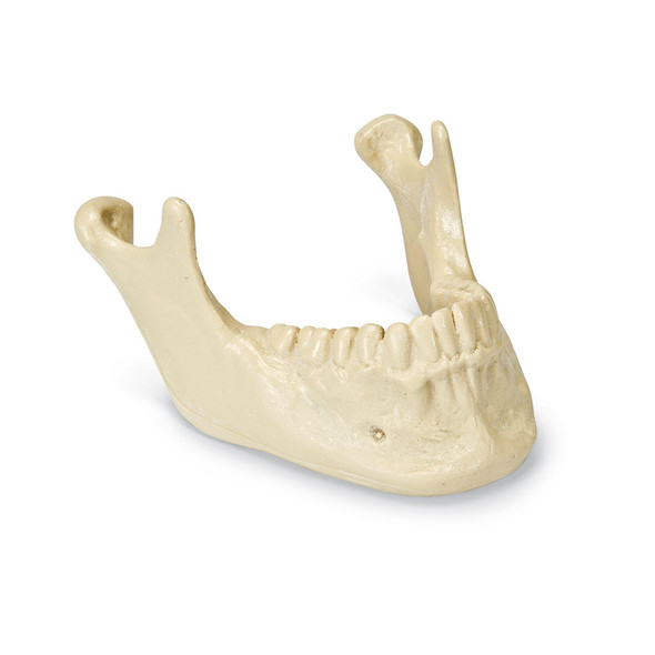 ORTHObones Premium Mandible with Teeth