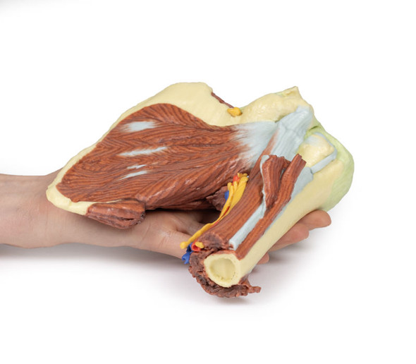 Shoulder - deep dissection of the left shoulder joint, musculature, and associated nerves and vessels - 3D Printed Cadaver