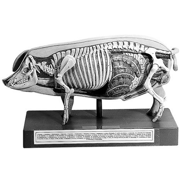 Model of the Pig for Demonstration Somso Zo 19