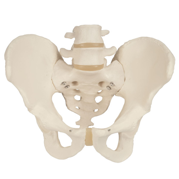 Model of Female Pelvic Girdle Muscle, Muscle Structure of The Pelvic Floor  of The Bladder with Two Column Sections : : Industrial & Scientific