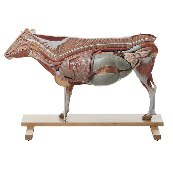 Model of a Cow organs | Somso ZoS 1/1