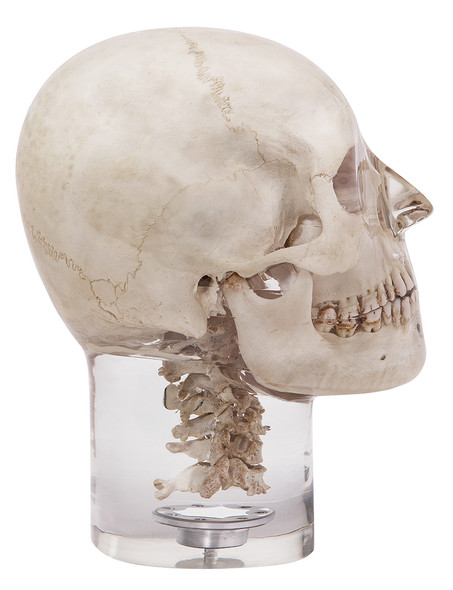 X-ray phantom head with cervical vertebrae, transparent