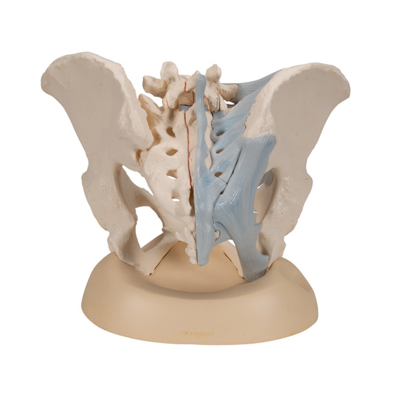 Female Pelvis Skeleton Model with Ligaments, 3 part