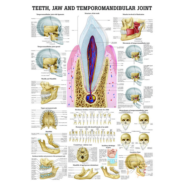 Teeth, Jaw and the Mandibular Joint chart - 70cm x 100cm