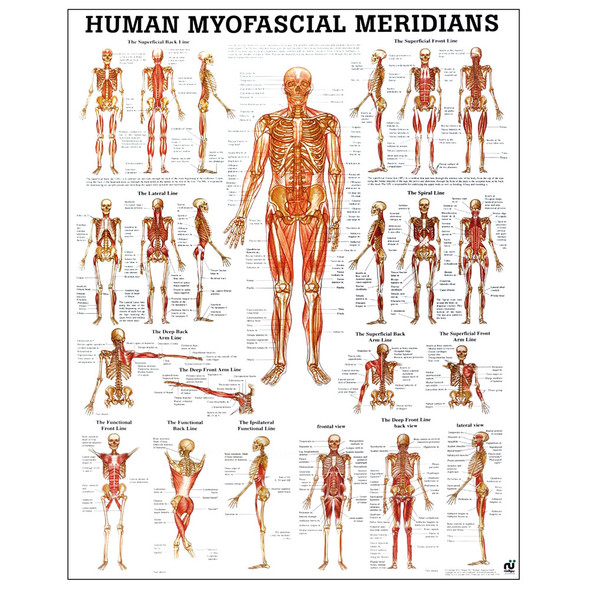 Human Myofascial Meridians