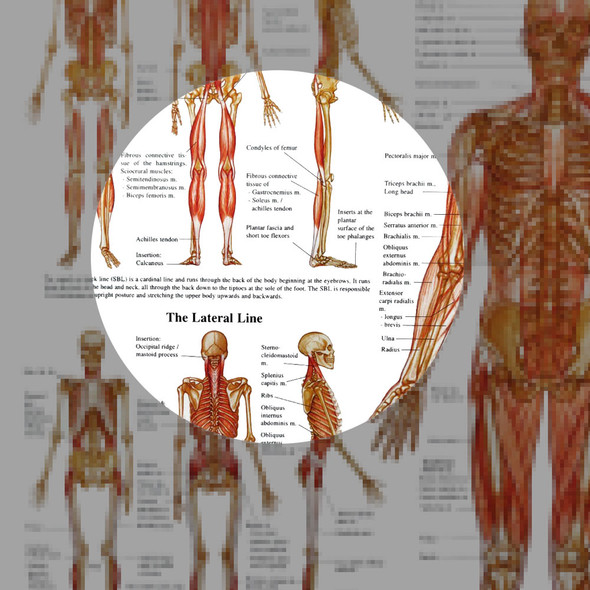 Internal Organs of the Human Body Anatomical Chart at