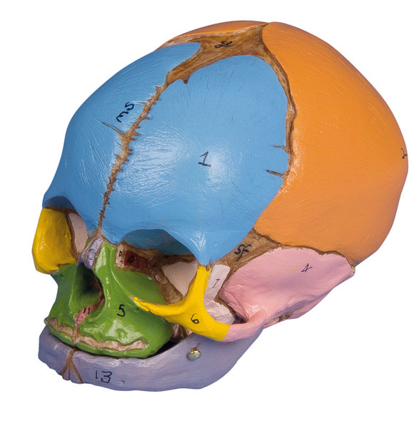 Conjoined Fetal Human Skull Model - Savi Made