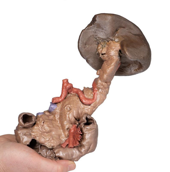 Spleen and pancreas 3D Replica MP1135 | Erler-Zimmer | Candent 4