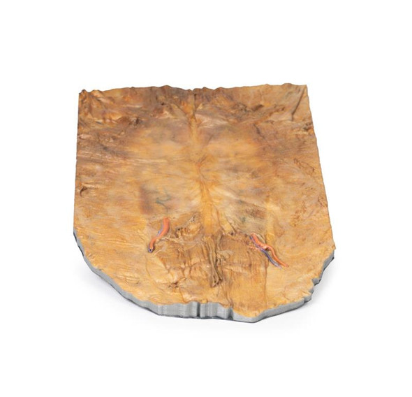 Internal abdominal wall 3D Replica MP1137 | Erler-Zimmer | Candent