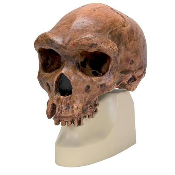 Replica Homo rhodesiensis Skull (Broken Hill, Woodward, 1921)