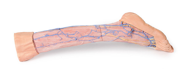 Lower Limb superficial veins - 3D Printed Cadaver