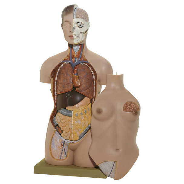 Female Torso with Head, 13 parts Somso As 40