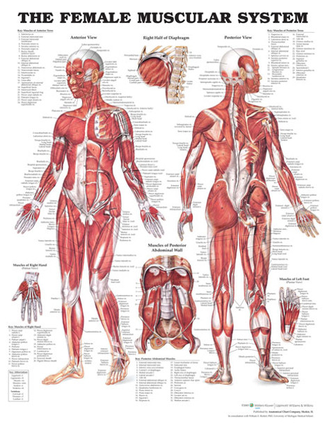 The Female Muscular System