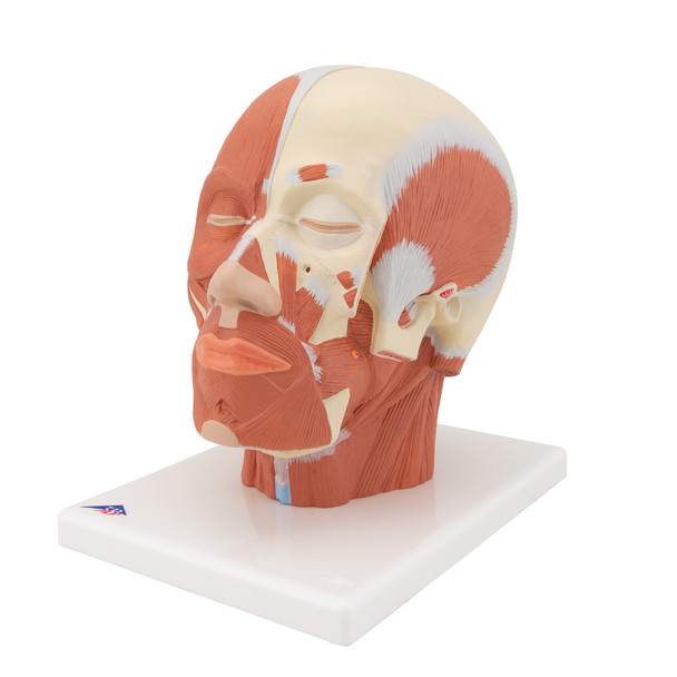 Head Musculature | 3B Scientific VB127