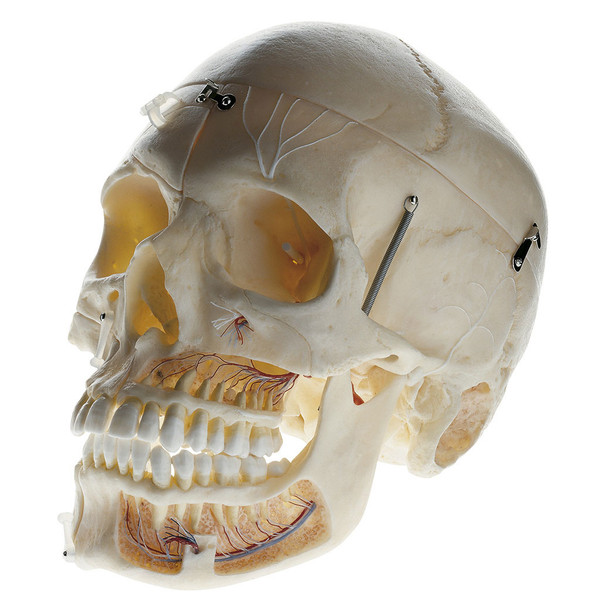 Artificial Demonstration Skull of an Adult Somso Qs 8/11
