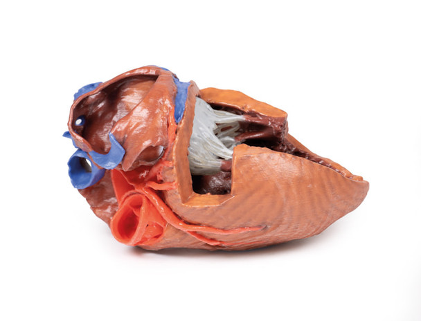 Heart internal structures - 3D Printed Cadaver