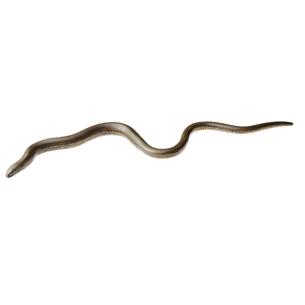 Slow Worm, Female Somso ZoS 1026/2