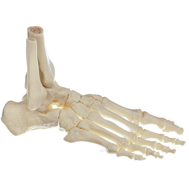 Skeleton of the Foot, Right Somso Qs 22/5