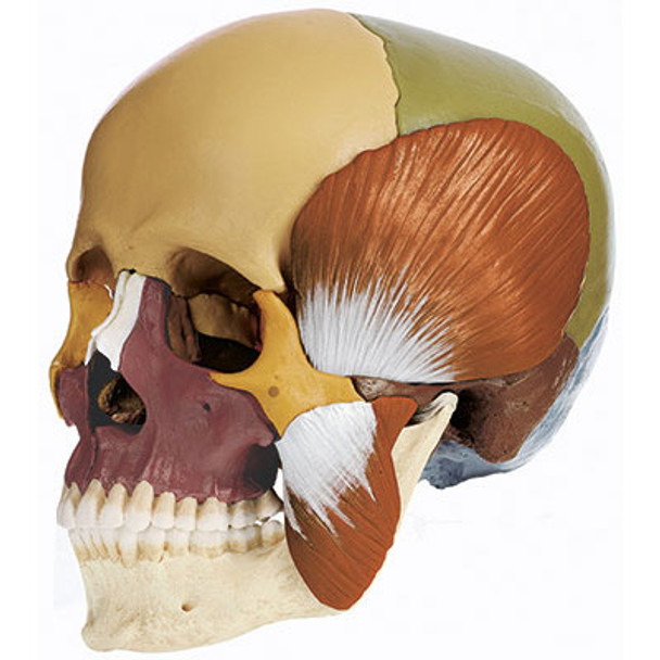 14-Part Model of the Skull didactic with Masticatory Muscles Somso Qs 8/3M