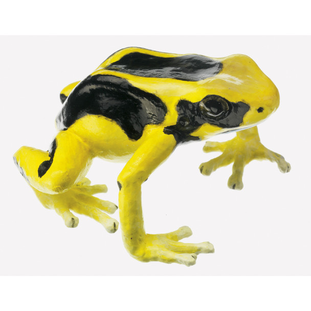 Dendrobates Tinctorius, female Somso ZoS 1252/1