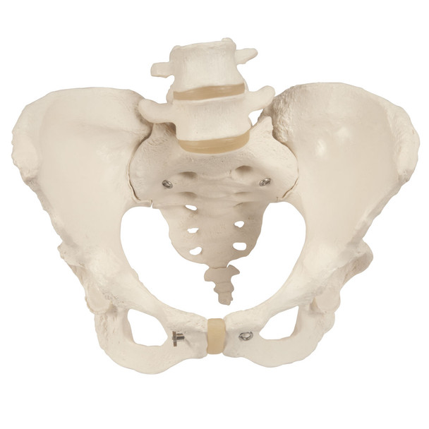 Pelvic Skeleton, Female